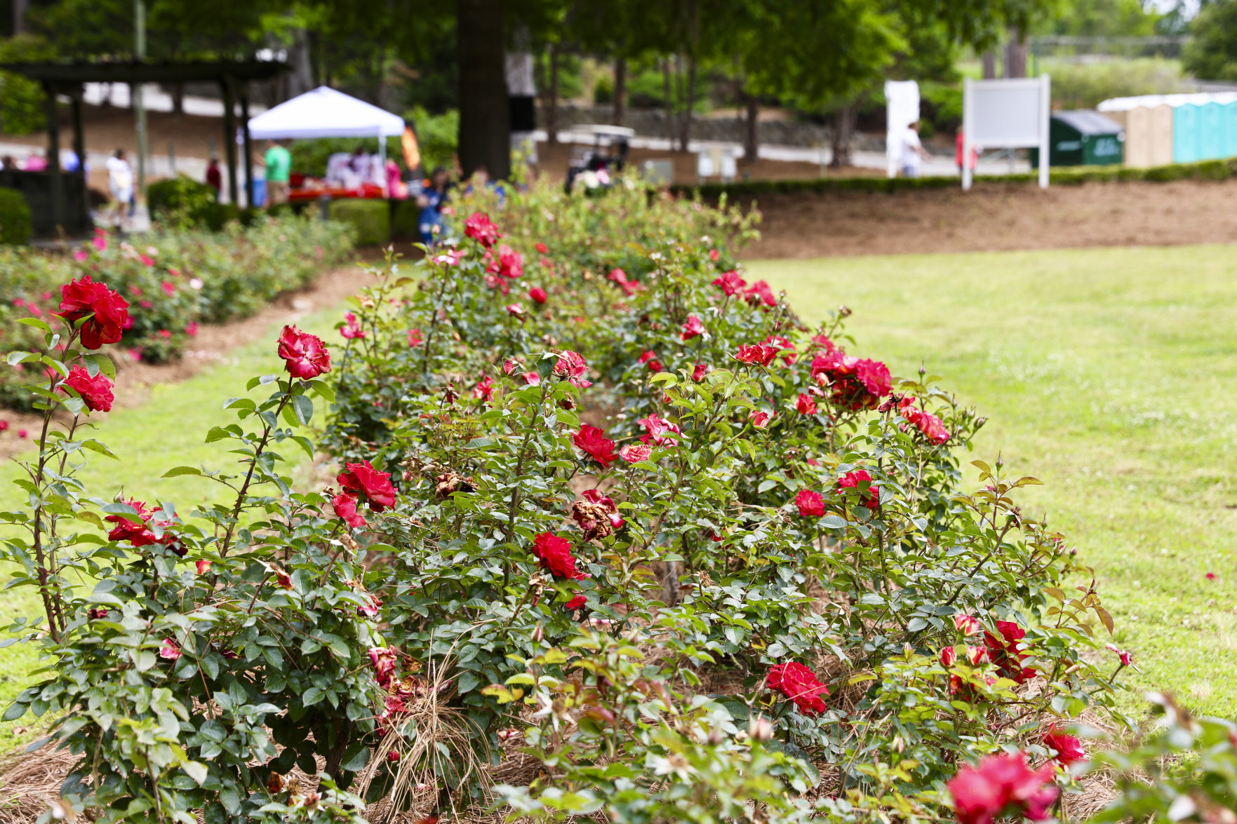2018 Festival of Roses